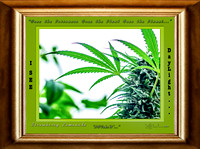 NFT Project X Cannabis DROP Masters