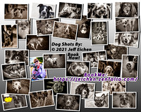 "Dog Shots" Photo shoots